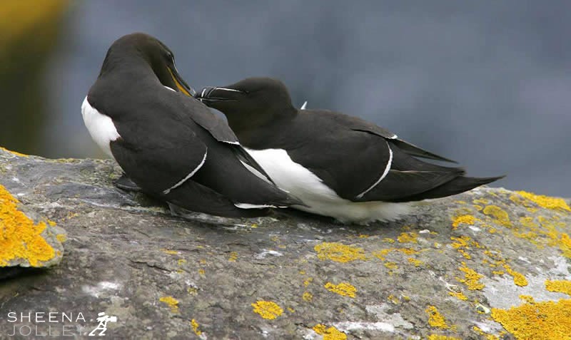 Razorbill Kiss.jpg - 